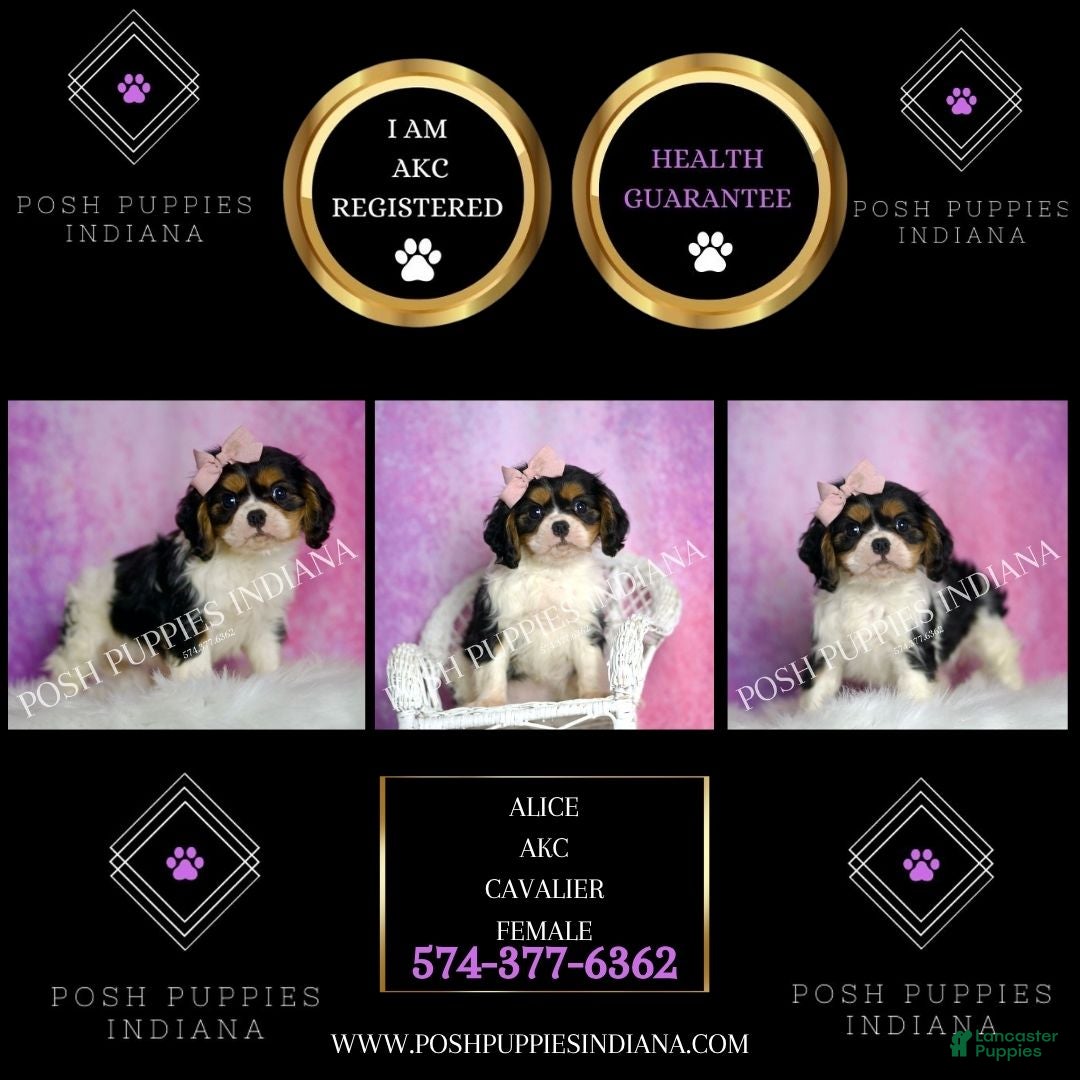 Cavalier King Charles Spaniel dogs for sale: Alice - Ad 4