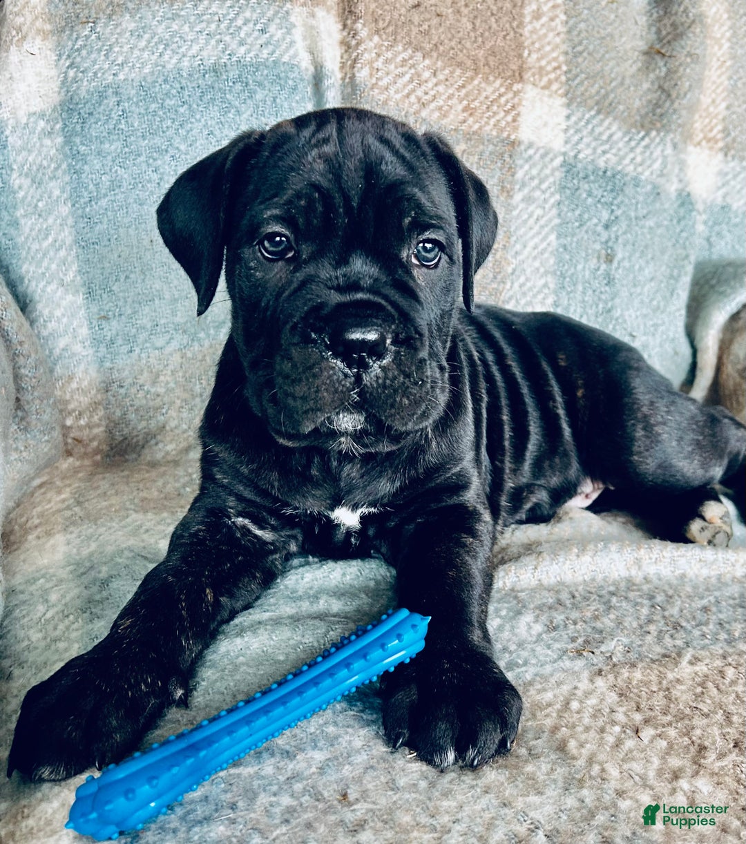 Cane Corso dogs for sale: Cane Corso Puppy 1 - Ad 1