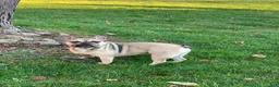 French Bulldog dogs for sale: Ricky - Ad 5