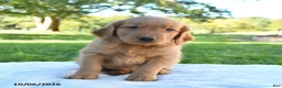 Golden Retriever dogs for sale: Asher - Ad 5