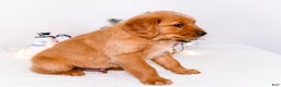 Golden Retriever dogs for sale: Dakoda - Ad 7