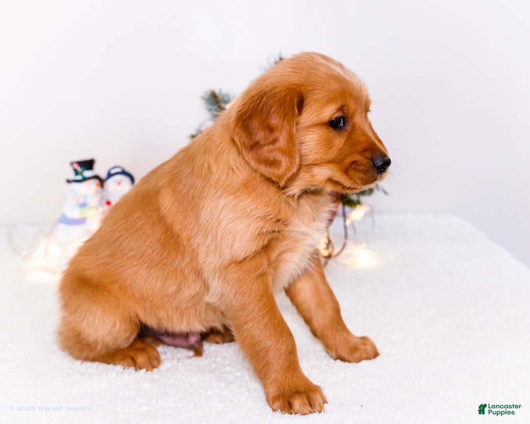 Golden Retriever dogs for sale: Dakoda - Ad 7