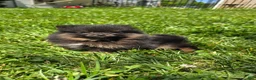 Pomeranian dogs for sale: Nano - Ad 1
