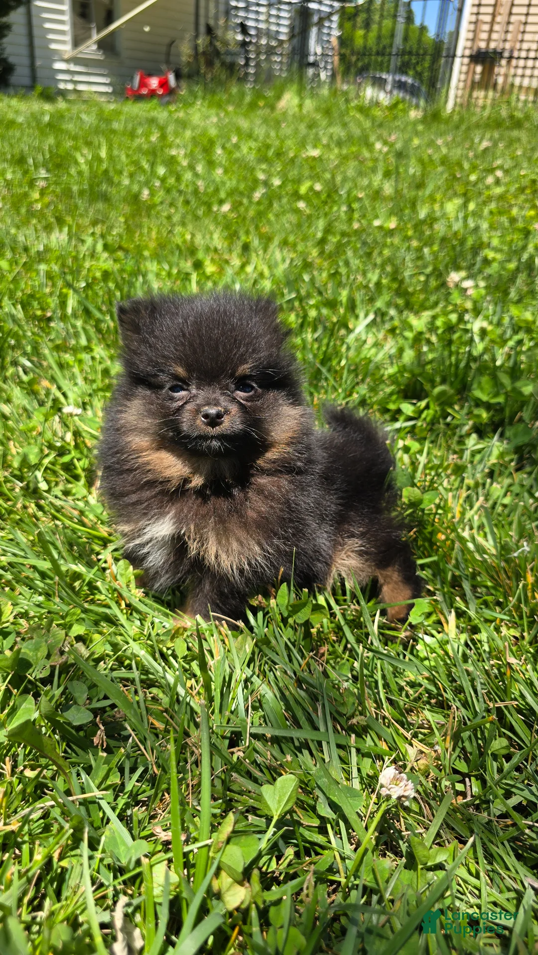 Pomeranian dogs for sale: Nano - Ad 1