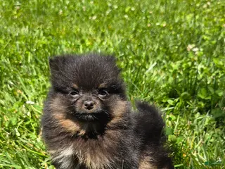 Pomeranian dogs for sale: Nano - Ad 2