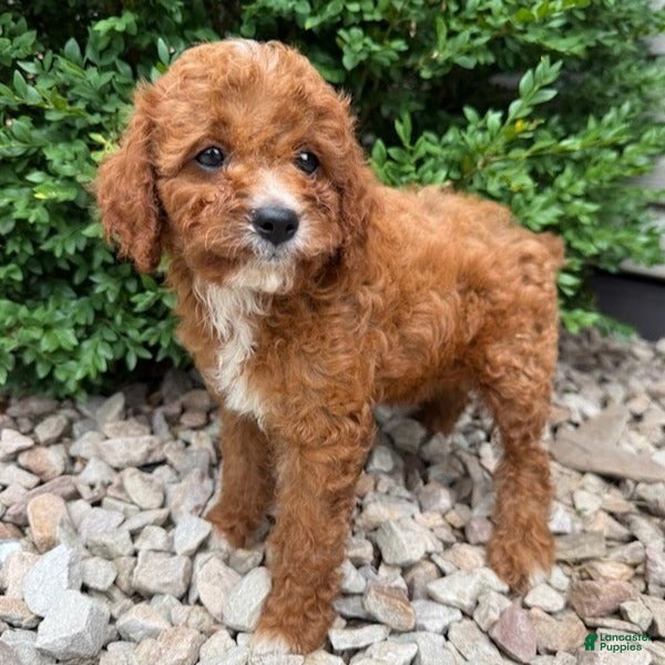 Cavapoo dogs Parker  - Ad 2