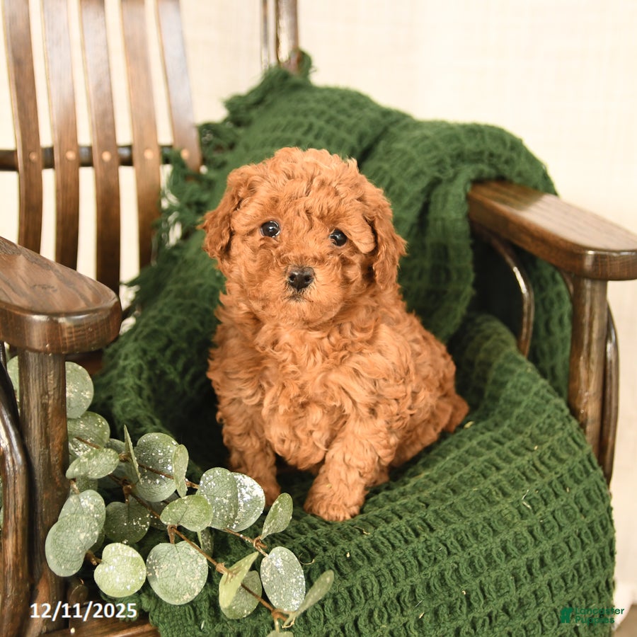 Toy Poodle dogs Clover - Ad 5