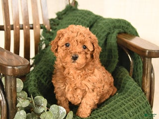 Toy Poodle dogs Clover - Ad 22