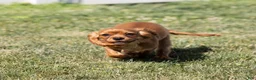 Cavalier King Charles Spaniel dogs for sale: Rusty - Ad 7
