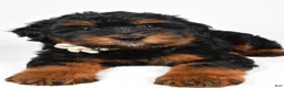 Mini Aussiedoodle dogs for sale: Sadie - Ad 4