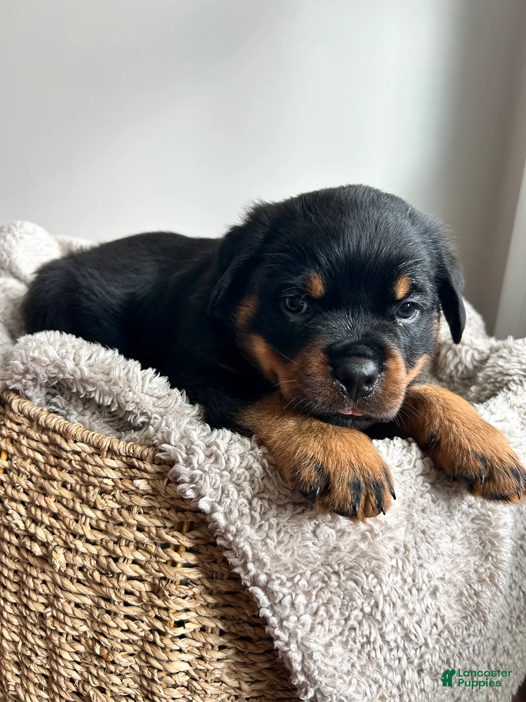 Rottweiler dogs for sale: Cedar - Ad 2
