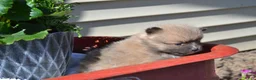 Pomeranian dogs for sale: Western - Ad 4