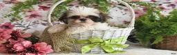 Shih Tzu dogs for sale: Suzy - Ad 1