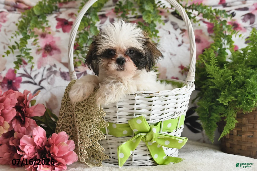 Shih Tzu dogs for sale: Suzy - Ad 1