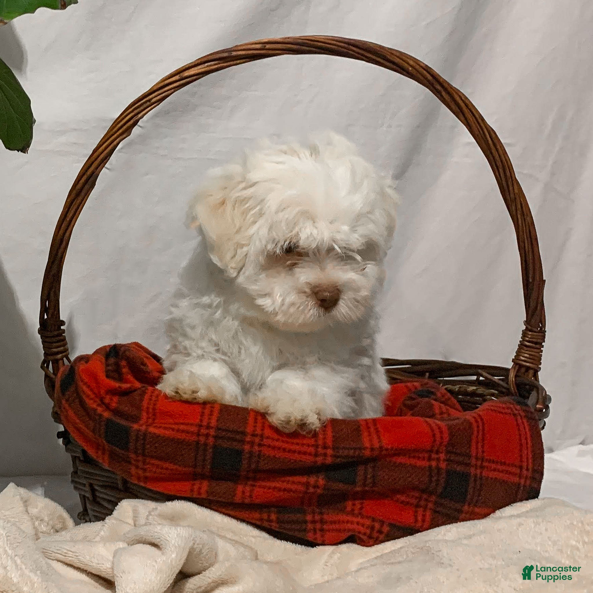 Havanese dogs Ollie - Ad 32
