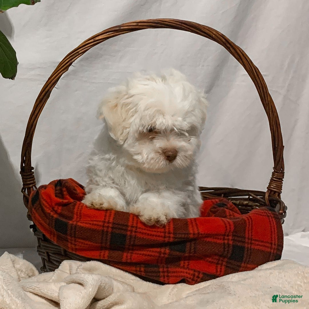 Havanese dogs for sale: Ollie - Ad 1