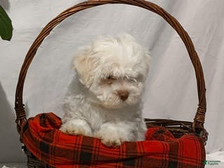 Havanese dogs Ollie - Ad 12