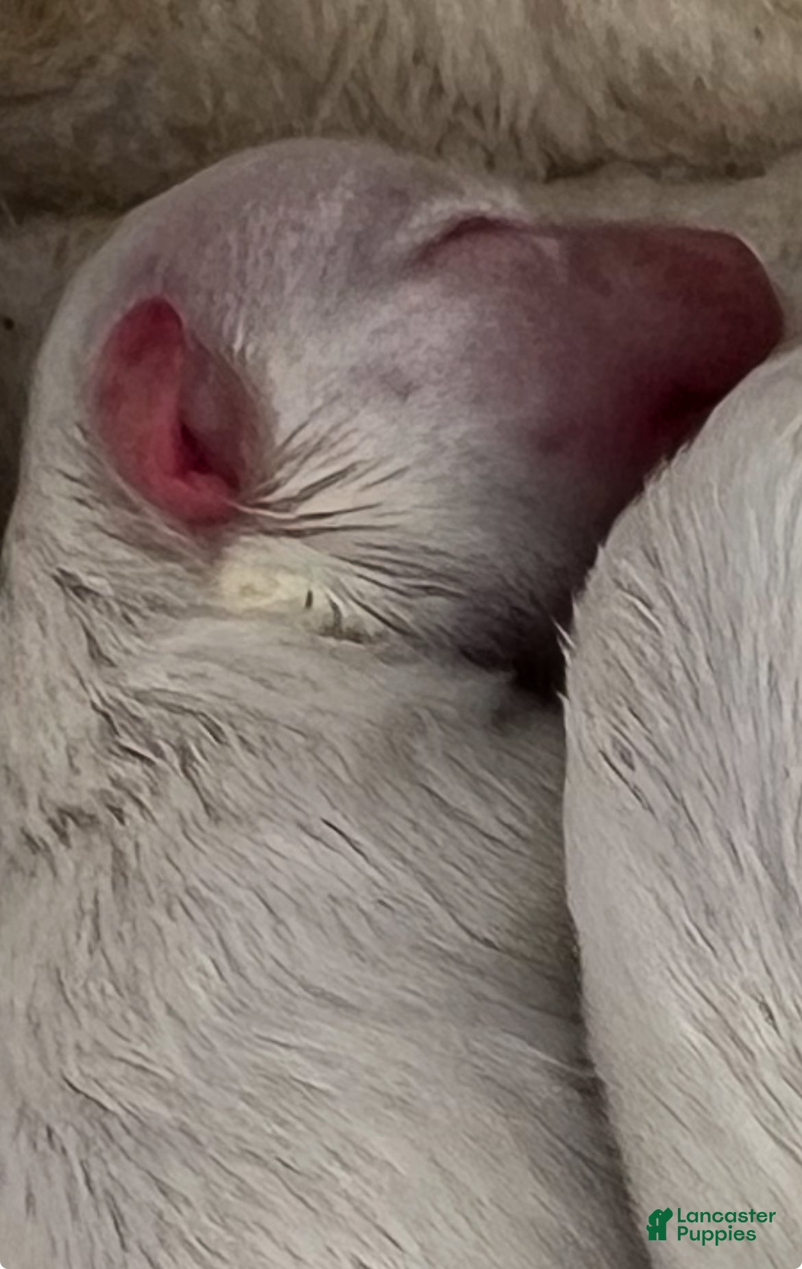 Maltese dogs for sale: Lola - Ad 3