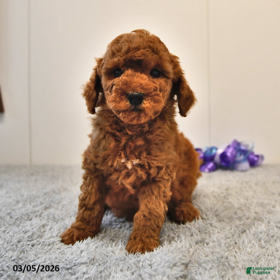 Mini Goldendoodle dogs Berry - Ad 1