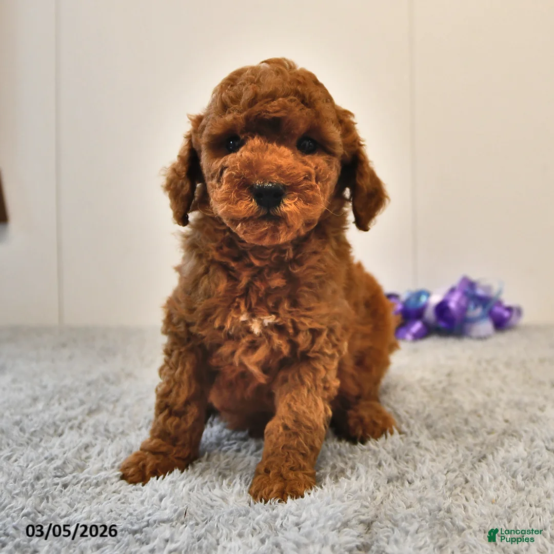 Mini Goldendoodle dogs for sale: Berry - Ad 1