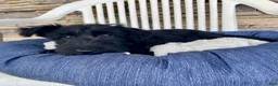 Scottish Terrier dogs for sale: Wanda - Ad 7