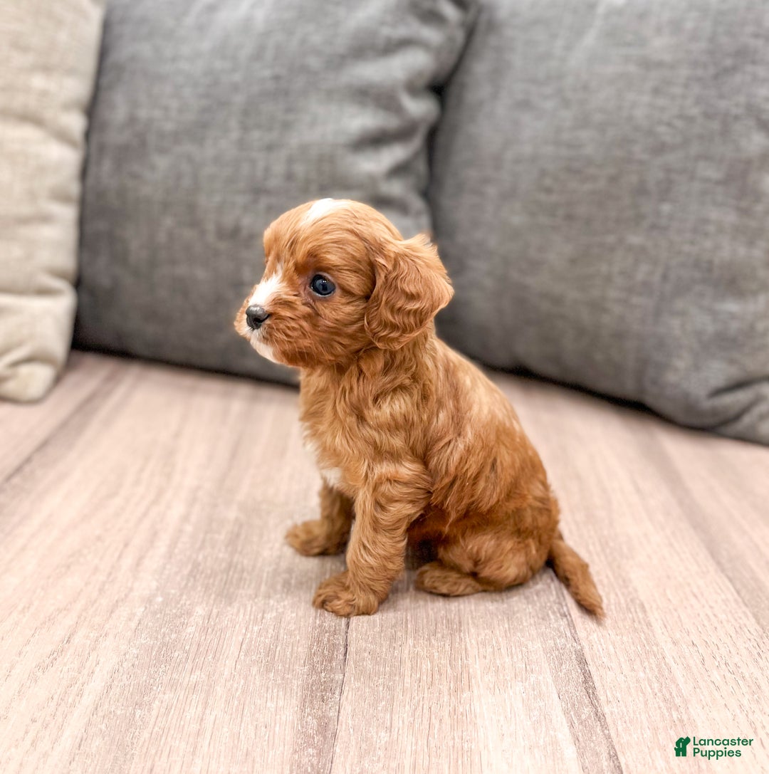 Cavapoo dogs for sale: Gus - Ad 3