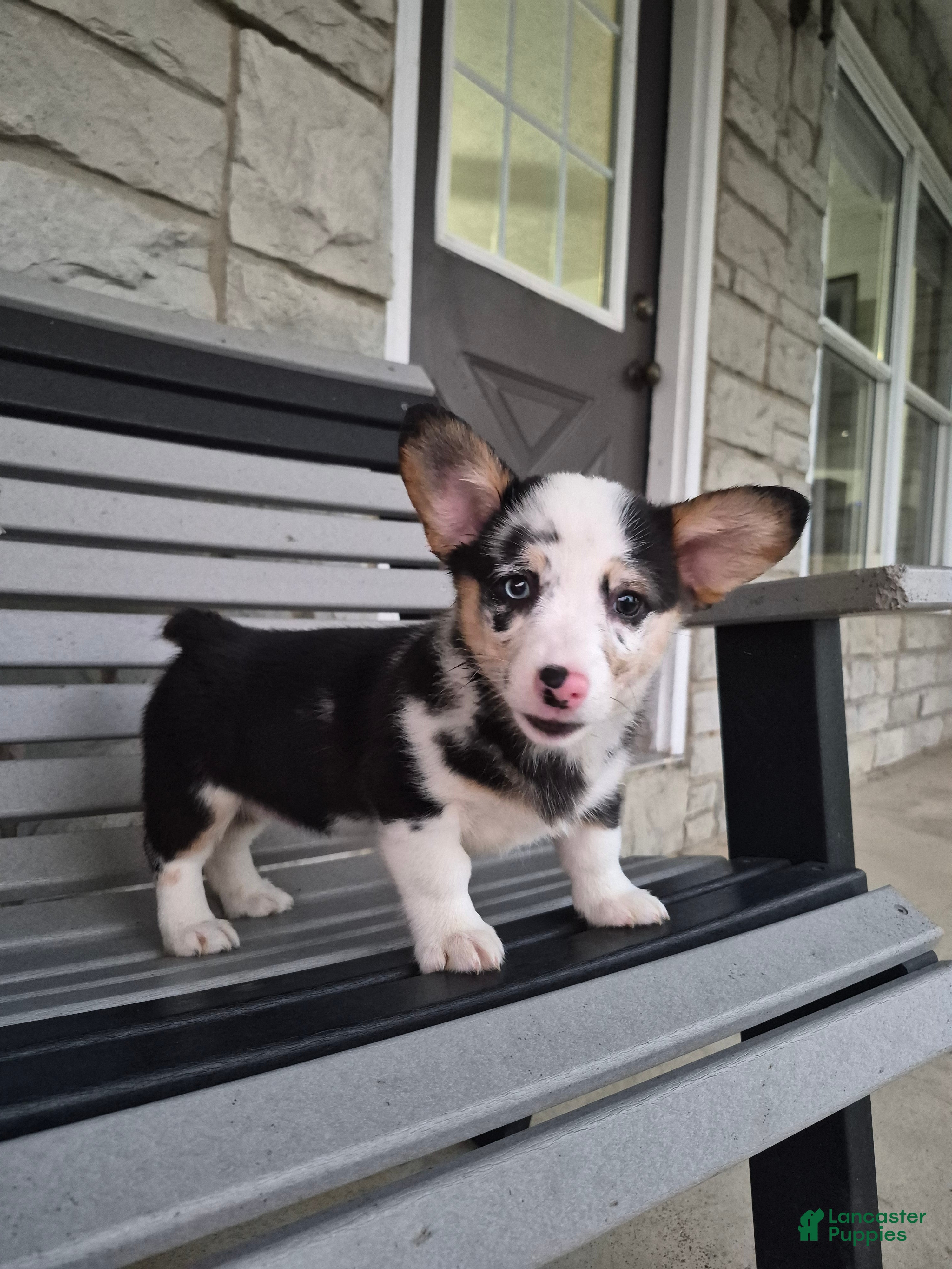 Welsh Corgi Pembroke dogs Sadie - Ad 1