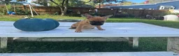 French Bulldog dogs for sale: Pou - Ad 4