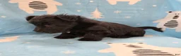 Scottish Terrier dogs for sale: Morris - Ad 5