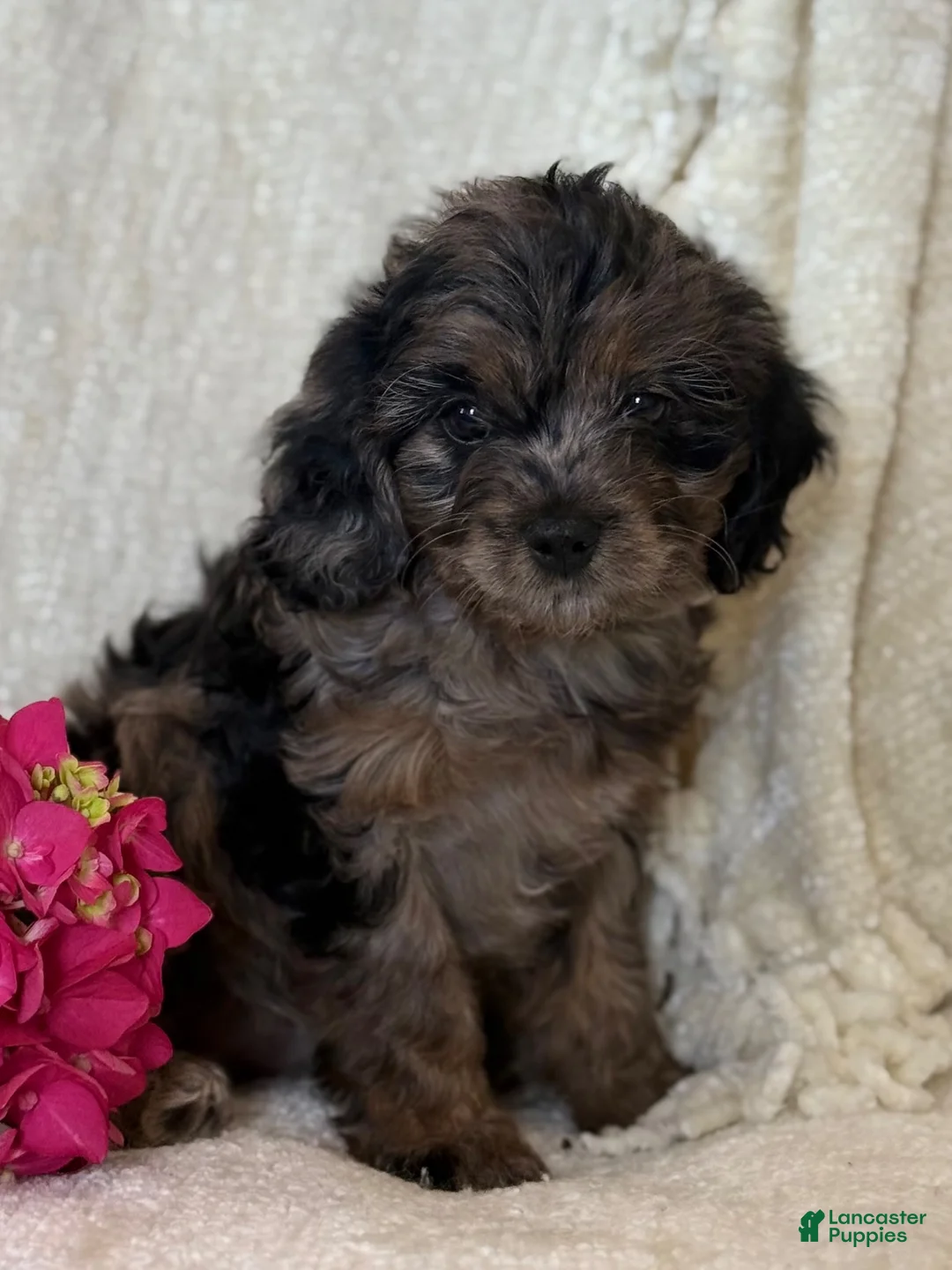 Cavapoo dogs for sale: Summer - Ad 2