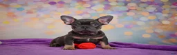 French Bulldog dogs for sale: Brutus - Ad 12