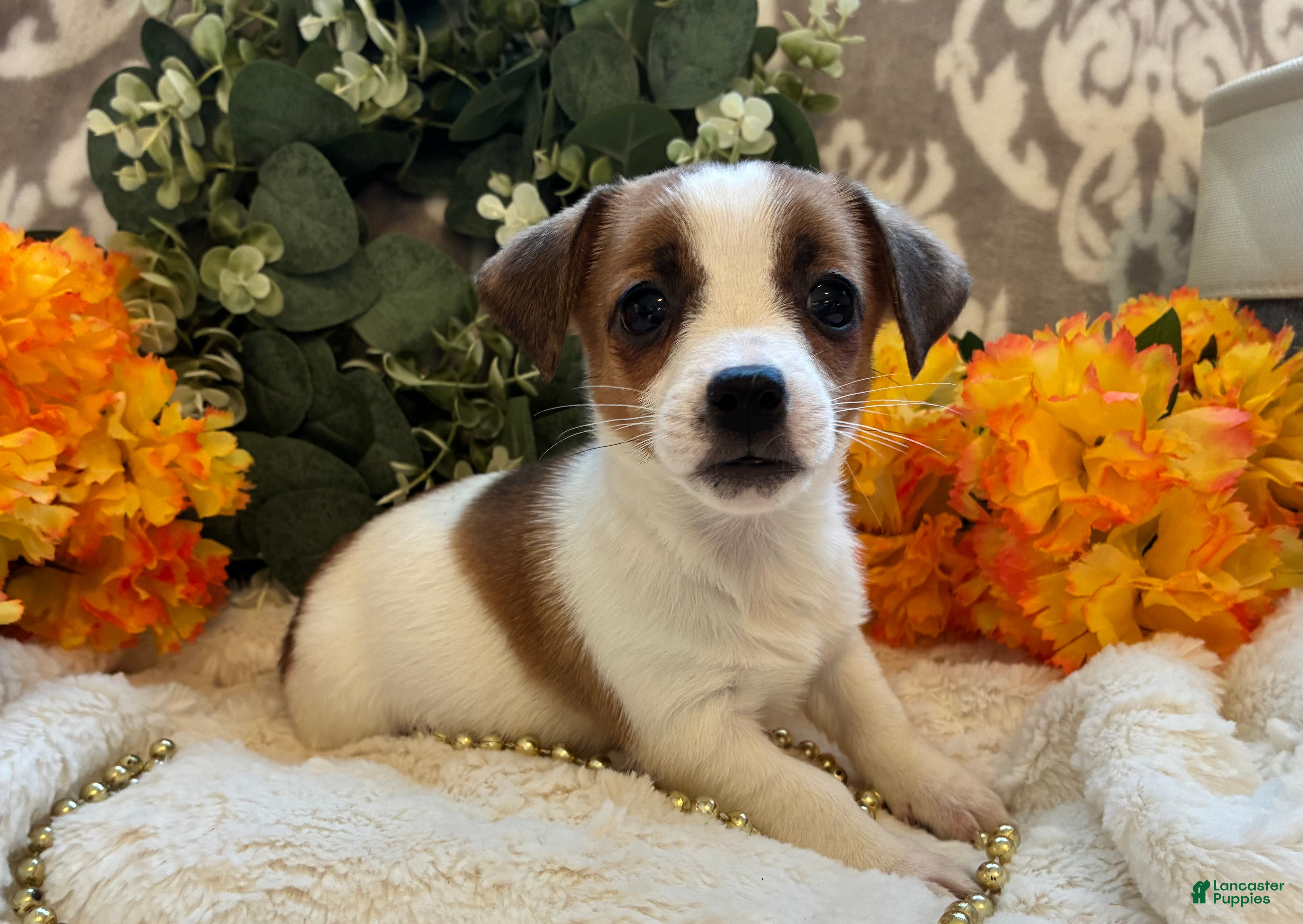 Jack Russell Terrier dogs for sale: Cinnamon  - Ad 1