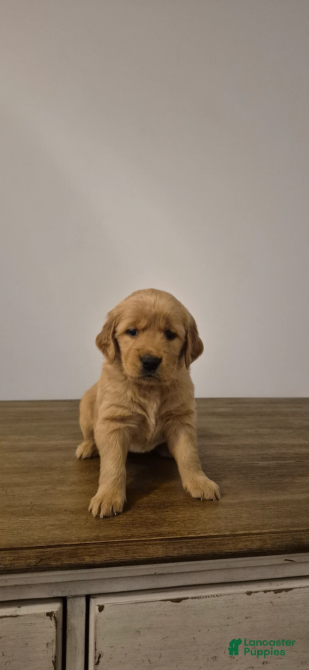 Golden Retriever dogs for sale: Willow - Ad 2