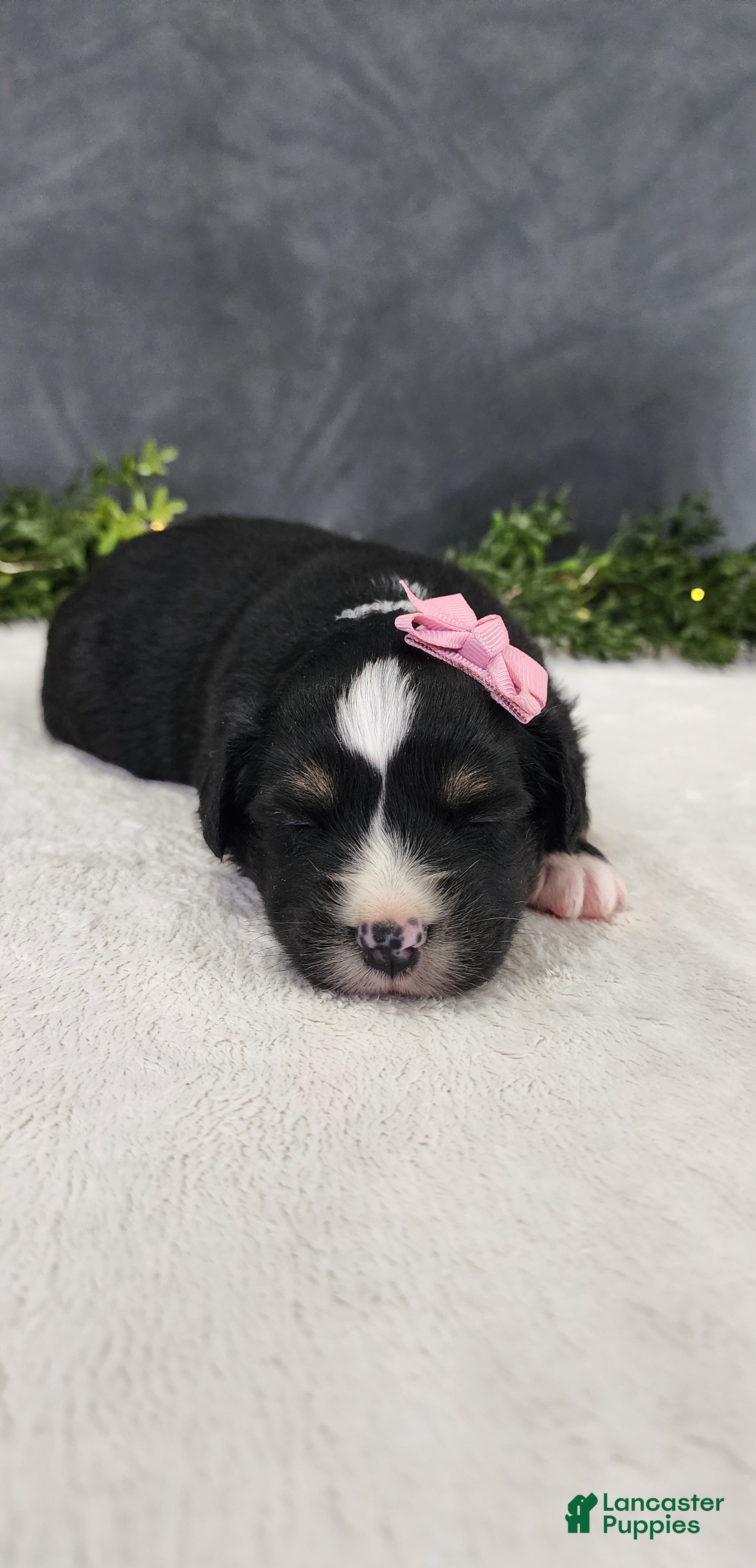 Miniature Australian Shepherd dogs Grace - Ad 1