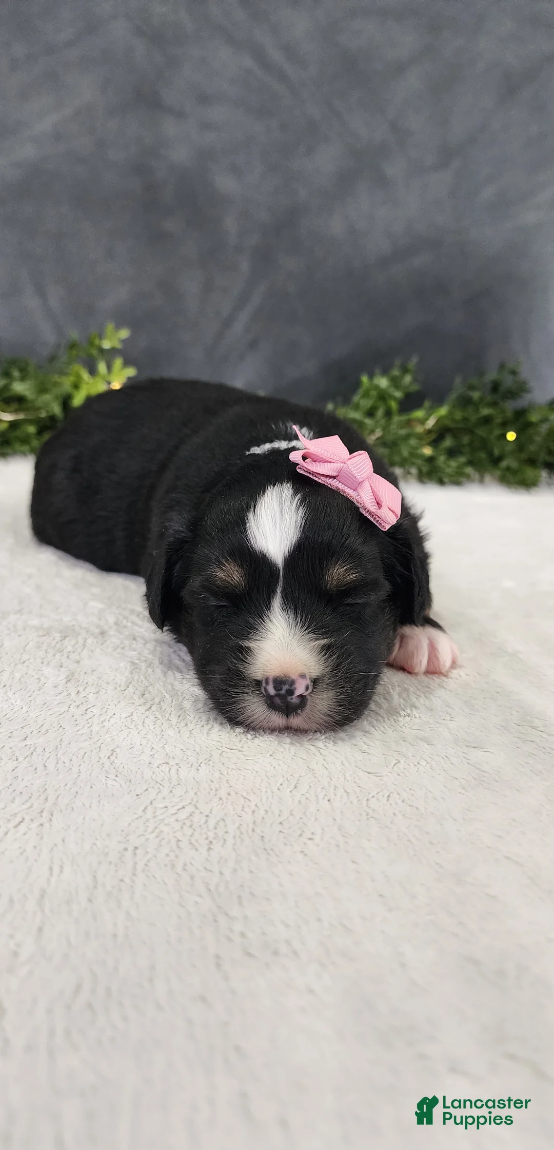 Miniature Australian Shepherd dogs for sale: Grace - Ad 1