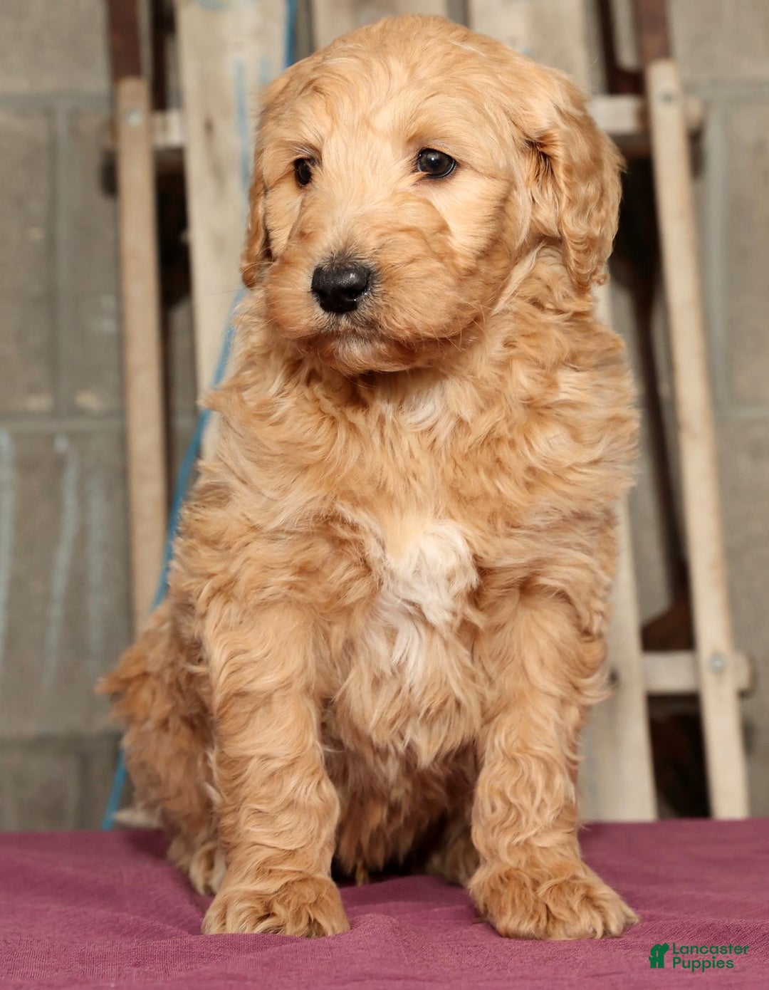 Labradoodle dogs for sale: Ronnie - Ad 5