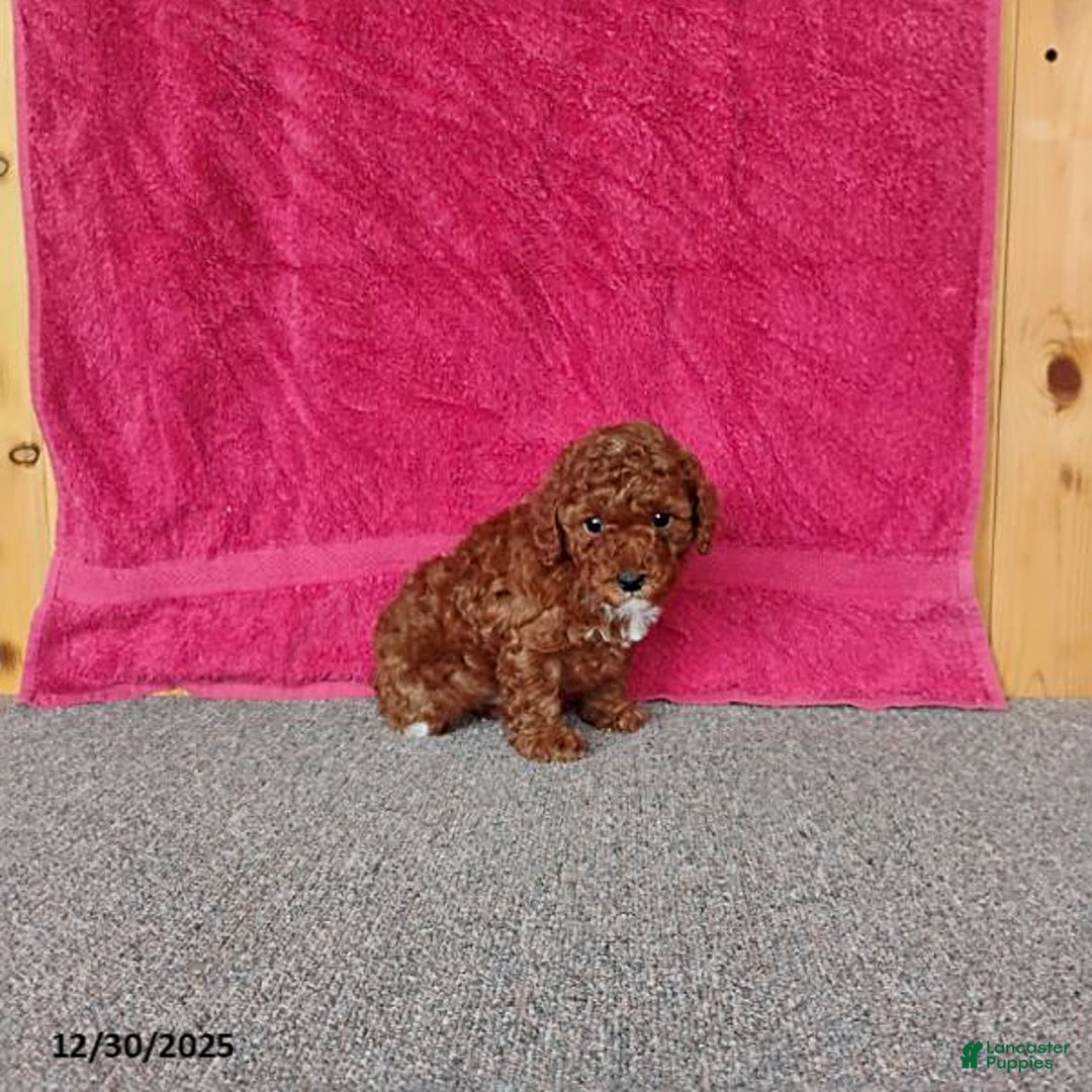 Toy Poodle dogs for sale: Charlie - Ad 4