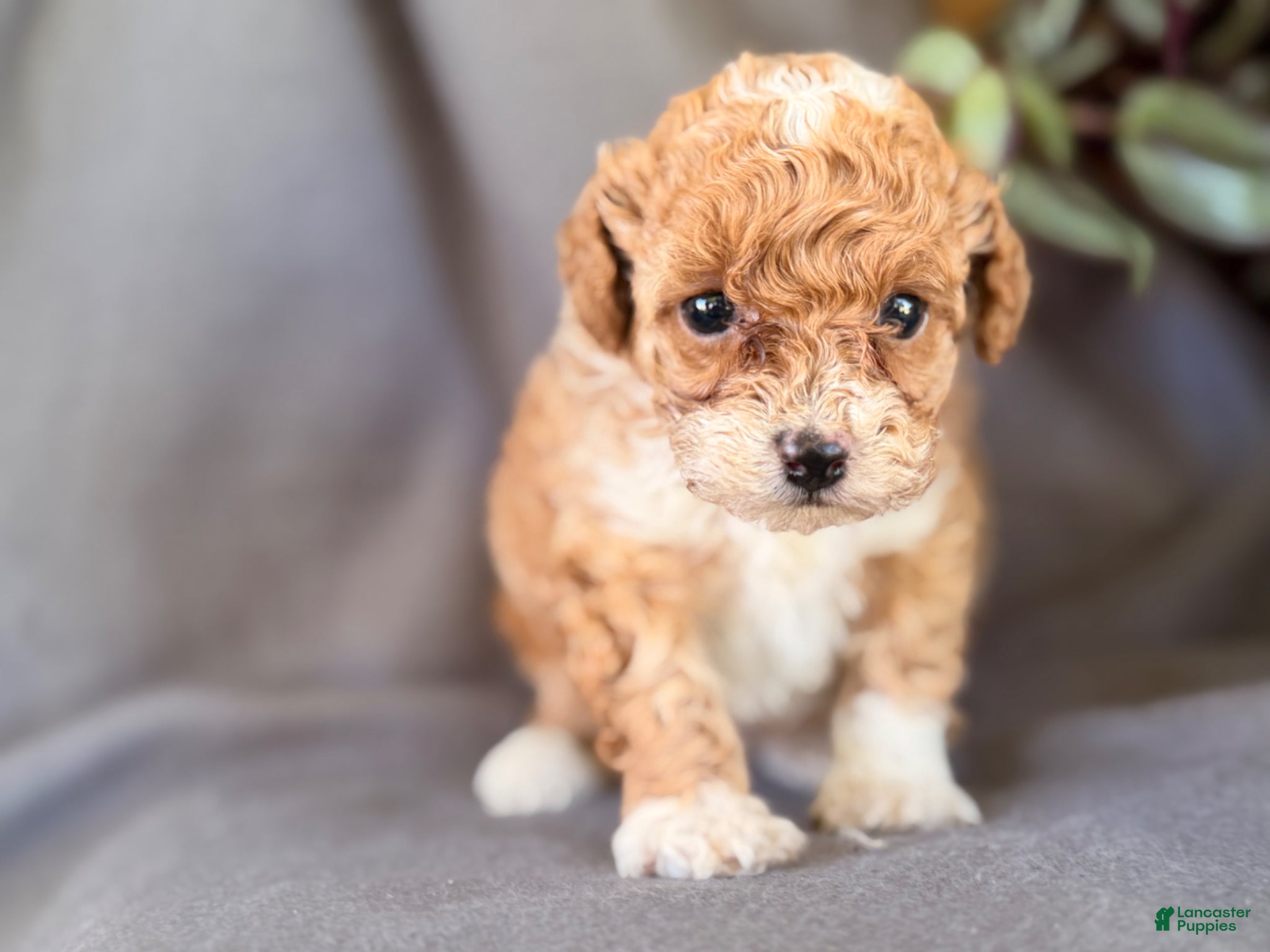 Toy Poodle dogs for sale: Kandy  - Ad 4