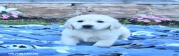Golden Retriever dogs for sale: Buster - Ad 3