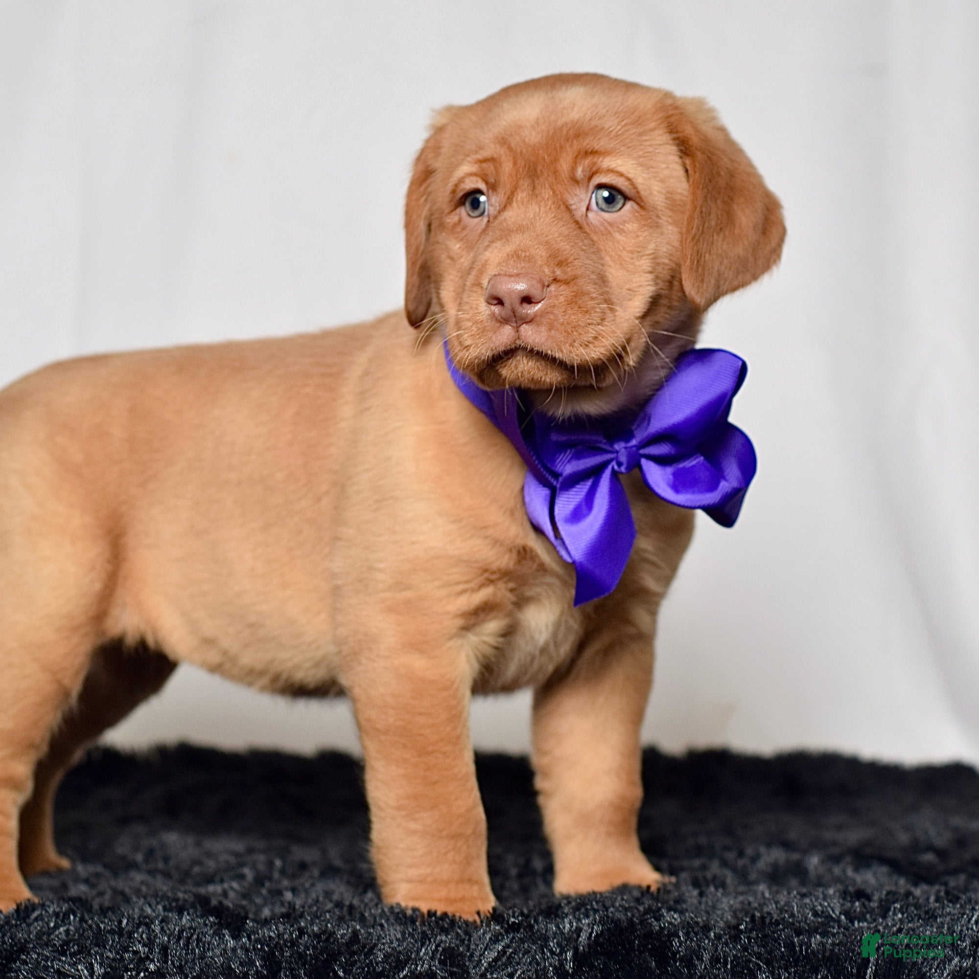 Labrador Retriever dogs Indie - Ad 2