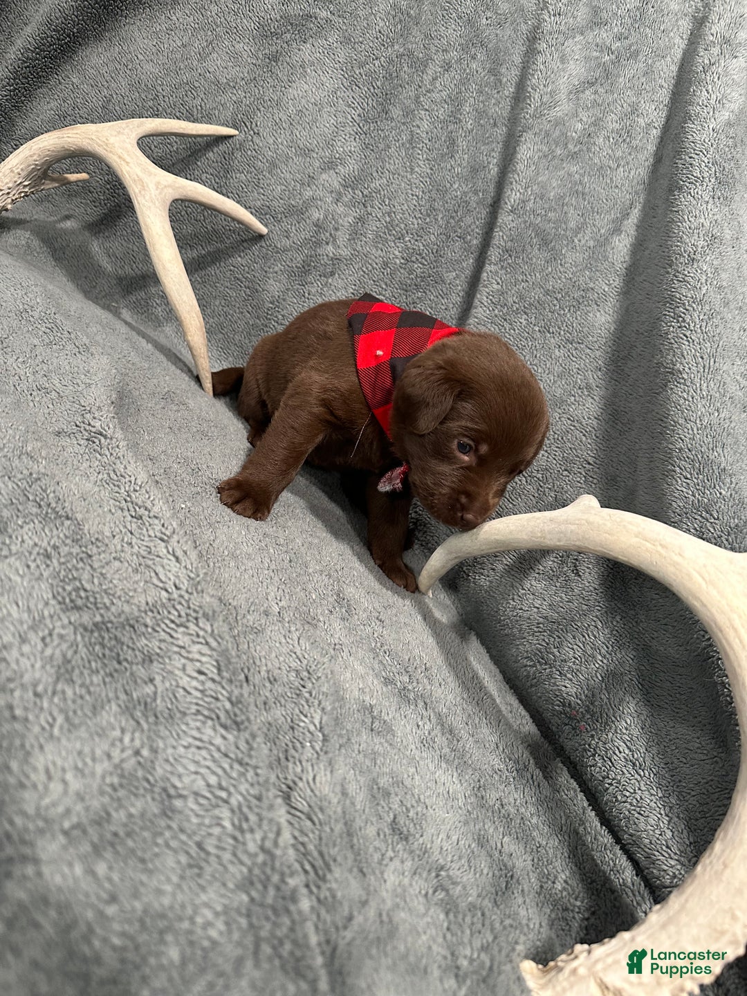 Labrador Retriever dogs for sale: Hershey - Ad 3