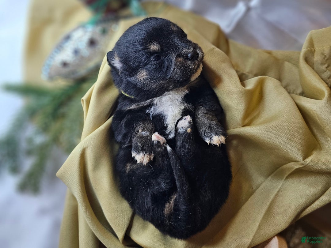 Mixed Breed dogs for sale: The Enchanted Pomalier 🐾 - Ad 23