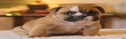 English Bulldog dogs for sale: Gucci - Ad 8