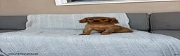 Miniature Golden Retriever dogs for sale: Bailey - Ad 9