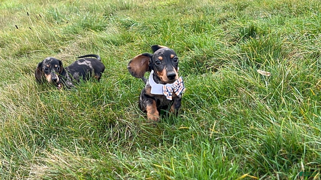 Miniature Dachshund dogs for sale: Pra clear CH Parents AKC  - Ad 14