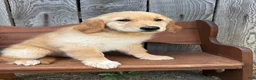 Golden Retriever dogs for sale: Duke - Ad 2