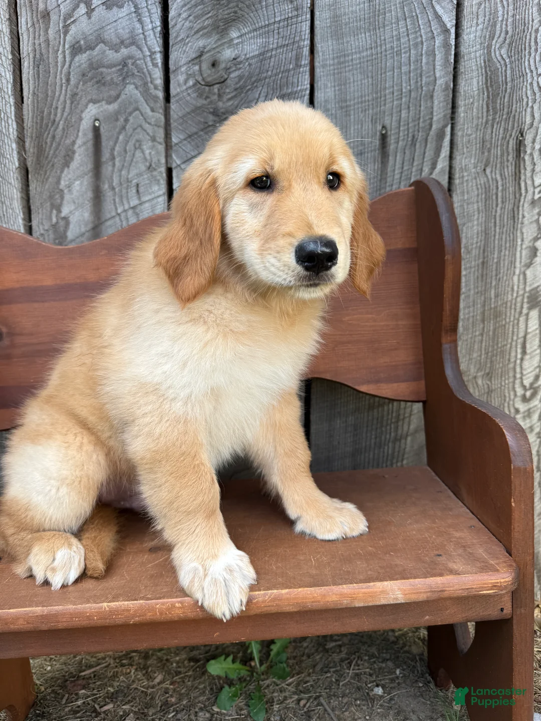 Golden Retriever dogs for sale: Duke - Ad 2