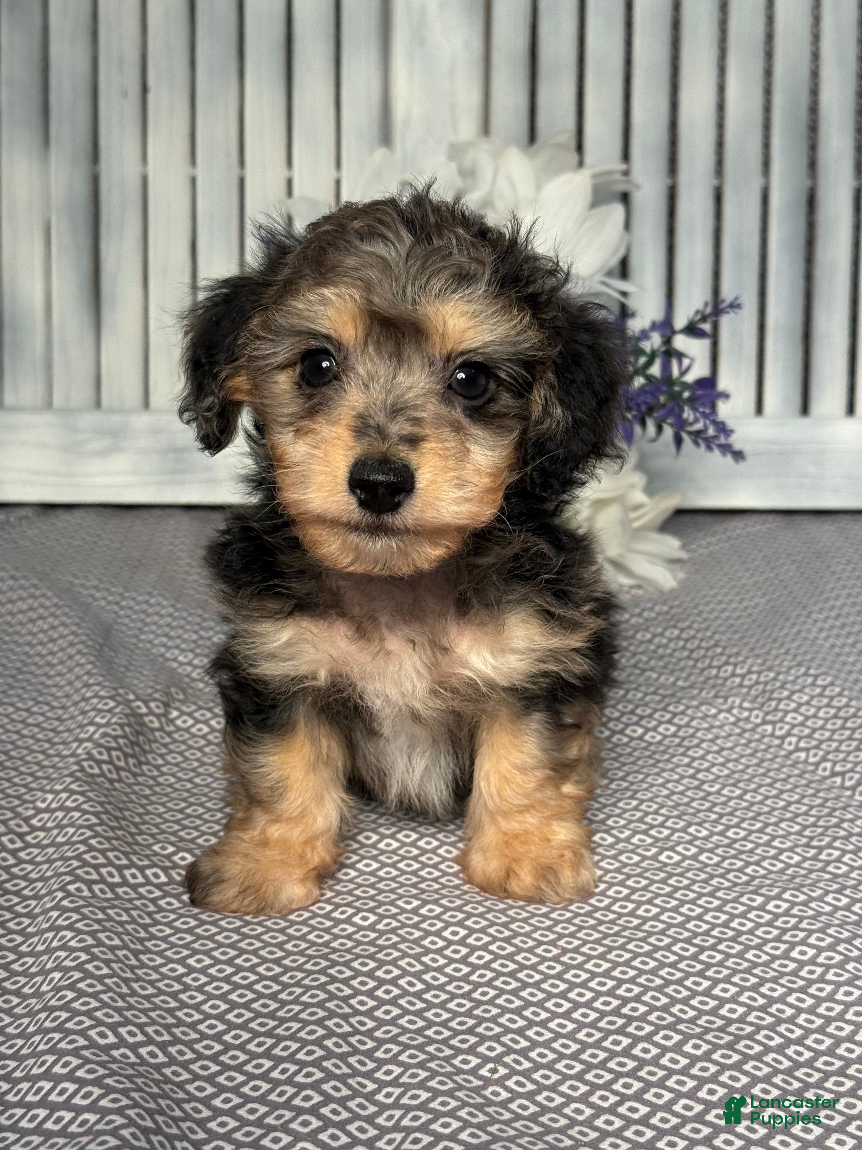 Mixed Breed dogs for sale: Cooper - Ad 1