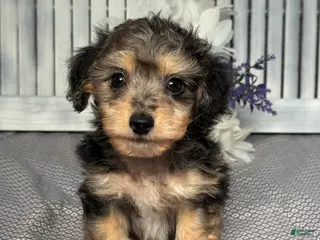 Mixed Breed dogs for sale: Cooper - Ad 2