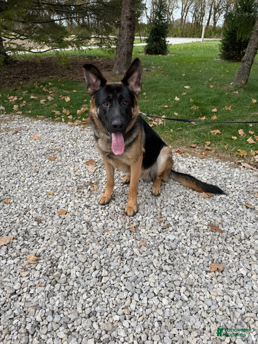 German Shepherd dogs for sale: Griff - Ad 2